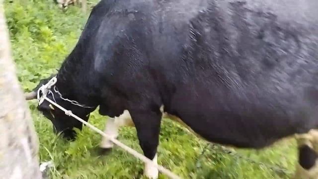 Остались без прогулки//прошу прощения за стрим// будни в деревне// смотреть онлайн