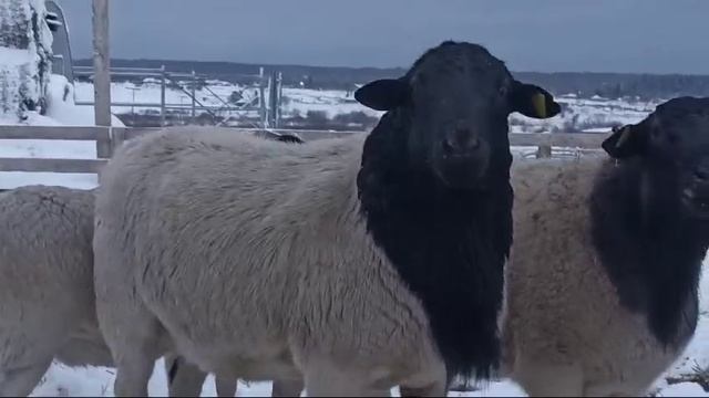 Овцы породы Дорпер смотреть онлайн