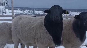 Овцы породы Дорпер