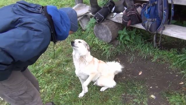 Косицинские собакены смотреть онлайн