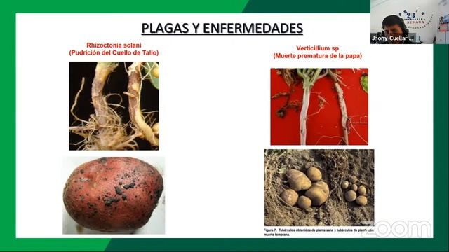 Proceso de certificación de semillas en el cultivo de papa смотреть онлайн