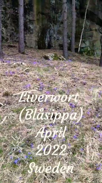 Liverwort 🍃#Blåsippa# April 2022 Sweden#ลิเวอร์เวิร์ต ดอกไม้สงวน1ใน7ของสวีเดนจ้า