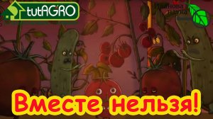 🔥МОЖНО НИЧЕМ НЕ ОПРЫСКИВАТЬ, а только поливать! Вы тоже применяли Превикур энерджи неправильно?