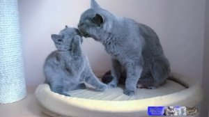 Мама британская кошка умывает котенка, и учит умываться самому.