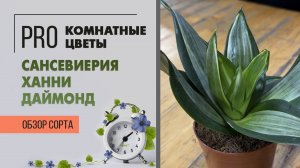 Сансевиерия Ханни Даймонд. Обзор сорта сансевиерии. Неприхотливая необычная малышка.