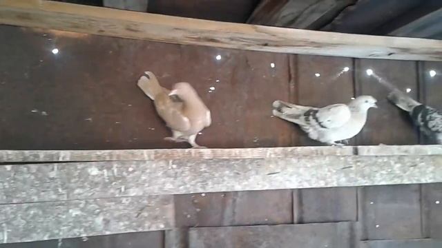 Турецкая Такла.Ноябрь2019.Голуби. смотреть онлайн