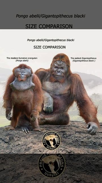 The moderno orangutan and The extinct Gigantopithecus (SIZE COMPARISON) смотреть онлайн