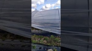 построили теплицу балаган для клубники