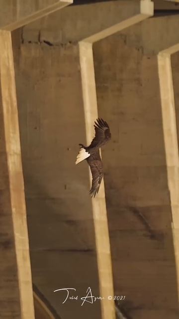 Peregrine Falcon (The Fastest Bird on Earth) VS. The Mighty Bald Eagle #baldeagle #peregrinefalcon смотреть онлайн