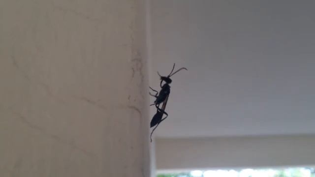 Jewel wasp in Singapore смотреть онлайн