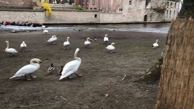 [국제커플vlog] Bruge 주말 여행기,  '브루좃' 브루어리 투어, 벨기에 초콜렛, 아름다운 브루지 여행했어요