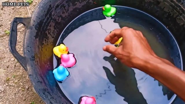 HUNTING SEA ANIMALS CRAB, SHRIMP, FISH DOLPHIN, SQUID, CROCODILE, SHARK, CHICK, FROG, TURTLE, WHALE смотреть онлайн