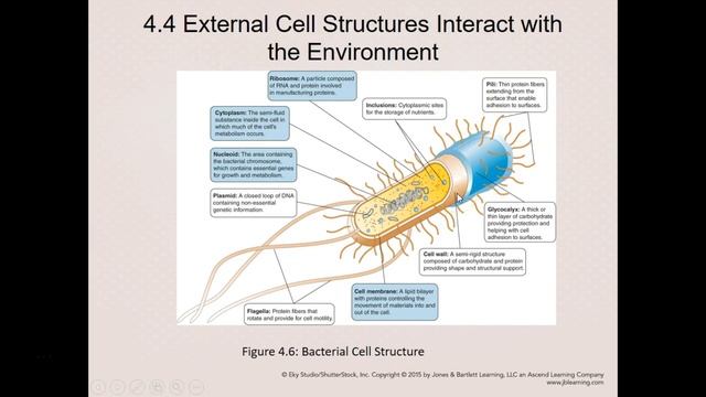 BIO206_Chapter 4_Part 1