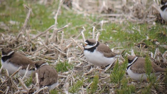 Gravelot semipalmé - Semipalmated Plover - Charadrius semipalmatus смотреть онлайн