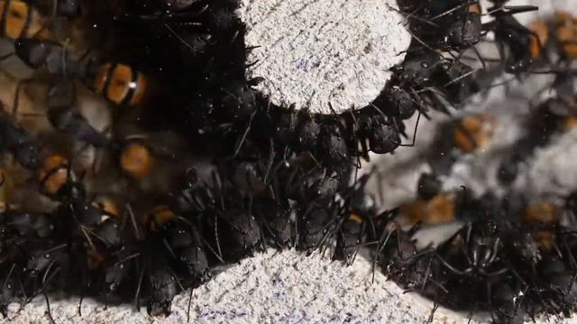 黑金厚毛弓背近況 My Camponotus Fulvopilosus update смотреть онлайн