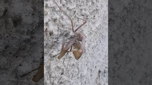 Hierodula transcaucasica ή Ιερόδουλος η υπερκαυκάσια (ασιατικός μάντης) смотреть онлайн