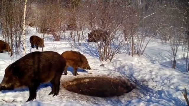 КАБАНЫ СЛОМАЛИСЬ смотреть онлайн