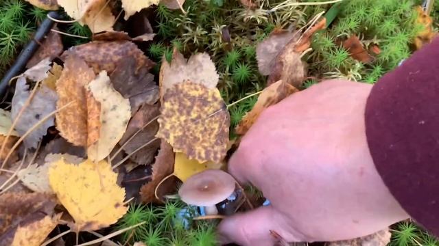 Скоро новое видео о грибном походе в дачные леса. Анонс.🍄🍄🍄