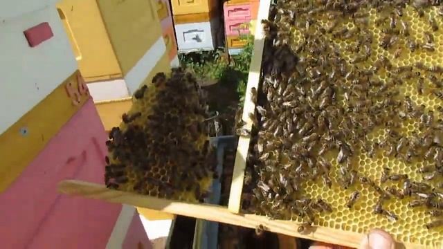 перевожу пчел на ячейку 4,6 - 5,0 мм, часть 69, шесть рамок 285 х 230 отстроили ставлю еще три смотреть онлайн