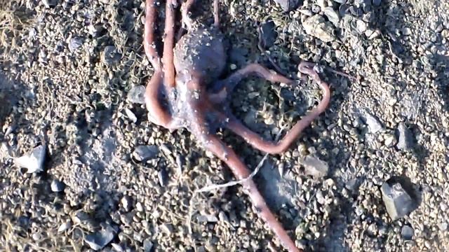 Happyfish geek 1 *sand octopus* смотреть онлайн