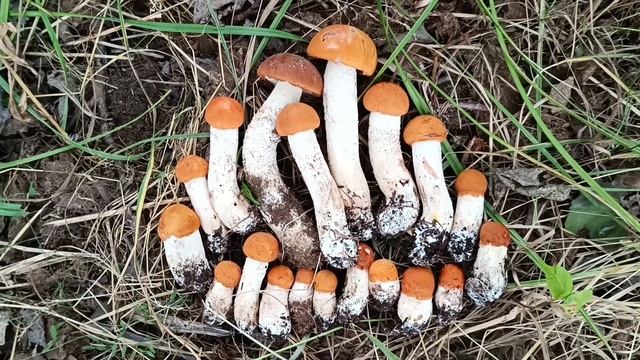 СЕНТЯБРЬ! ГРИБНОЙ БУМ! ГРИБНИК ШОКИРОВАН, УВИДЕВ ТАКИЕ ПОЛЯНЫ ГРИБОВ! СЛАБОНЕРВНЫМ НЕ СМОТРЕТЬ! смотреть онлайн