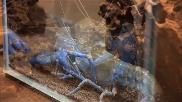 Cherax destructor - niezwykły rak смотреть онлайн