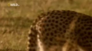 Суперхищники Гепард
