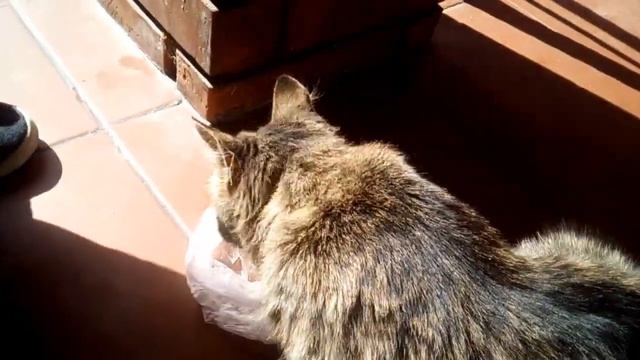 Кормим бездомного кота смотреть онлайн