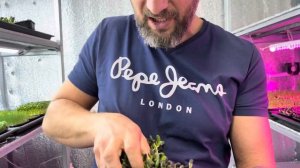 ВЫРАЩИВАНИЕ МИКРО ЗЕЛЕНИ В ДОМАШНИХ УСЛОВИЯХ (первый опыт), бизнес на микро зелени дома, сити ферма