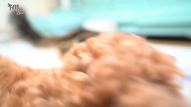 4Kg짜리 토이푸들강아지에게 20Kg 간식을 줘봤습니다! ㅋㅋㅋ смотреть онлайн