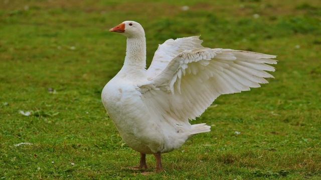 ESL Guessing Game | Farm Animals Vocabulary for Kids | English | TEFL смотреть онлайн