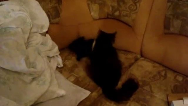 Котенок играет / Котенок выдает очень причудливые финты выдает. смотреть онлайн