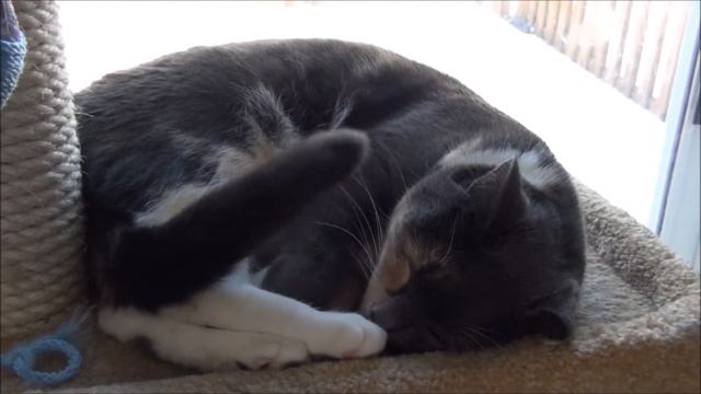 Sleeping Sniper смотреть онлайн