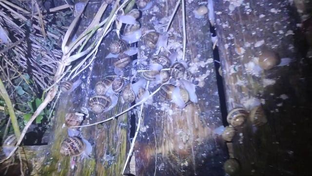 улитка#ферма#snails farm#несвиж#бизнес с нуля#улиточная ферма#белковая диета#разведение улиток. смотреть онлайн