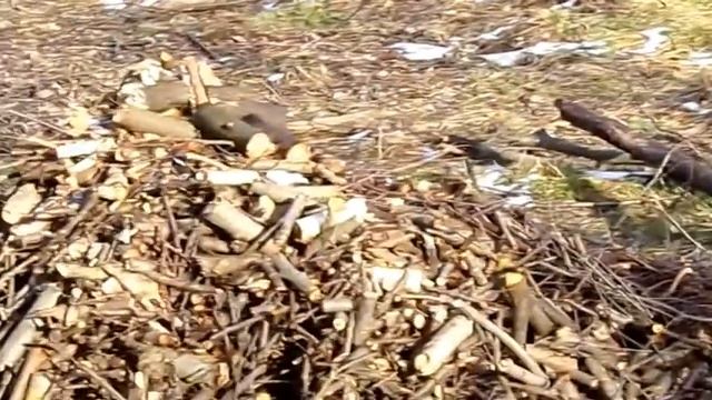 Grzyby 2021 I Mroźny Słoneczny Spacer Z Kundelkowatym Kolesiem