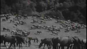 Qarabağ atları 🐎 ყარაბაღული ცხენები 🐎 Карабахская Лошадь