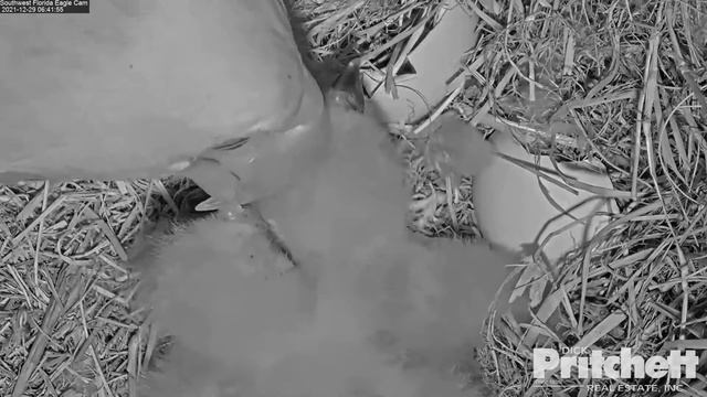 ДРУГЕ ПТАШЕНЯ. ГНІЗДО БІЛОГОЛОВОГО ОРЛАНА. ПЗФЛ. США 29-12-21-SECOND CHICKEN. EAGLE'S NEST. SWFL.US смотреть онлайн