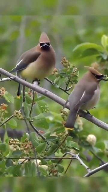 beauty birds fyp natue Wonderful121 смотреть онлайн