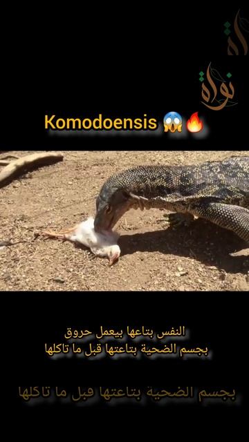 تنين🐲 كومودو المفترس😱🔥 смотреть онлайн