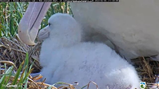 Royal Albatross -Albatros królewski (NZ) - tata GLY karmi maluszka SP 2023 02 05 смотреть онлайн