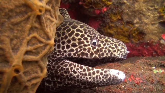 Moray Eels смотреть онлайн