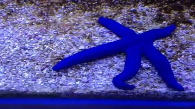 How to ensure your starfish don't get skinny смотреть онлайн