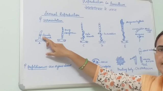 Reproduction in Penicillium, B.Sc. Part-I, Dr. Vinod Kumari. смотреть онлайн