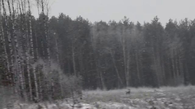 Самец Косули на вырубке, январь 2018 смотреть онлайн