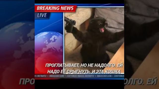 Передача для всех кошатников. КОШКИ - ВЕНЕЦ ТВОРЕНИЯ?! Посмотрите - не пожалеете! смотреть онлайн