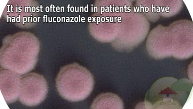 Candida krusei смотреть онлайн