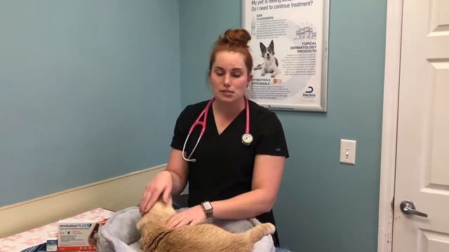 Cat Deworming Treatments смотреть онлайн