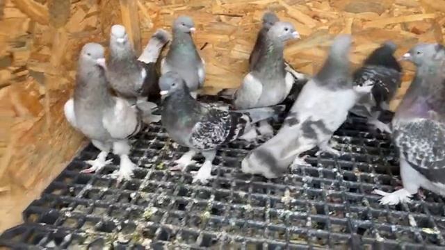 hayırlı haftalar canlar ❤️ смотреть онлайн
