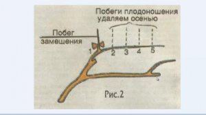 Обрезка и формировка винограда. Наклонный кордон. Схема