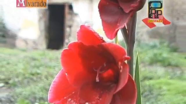 Nieves Alvarado - La Casa Vieja (Huayno) смотреть онлайн